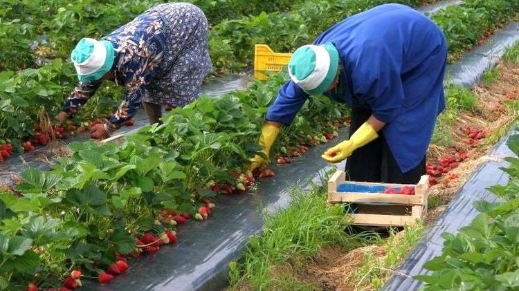 Все чаще на заработках украинцы погибают, становятся калеками или попадают в трудовое рабство. Чаще всего несчастье настиагет нелегалов. 