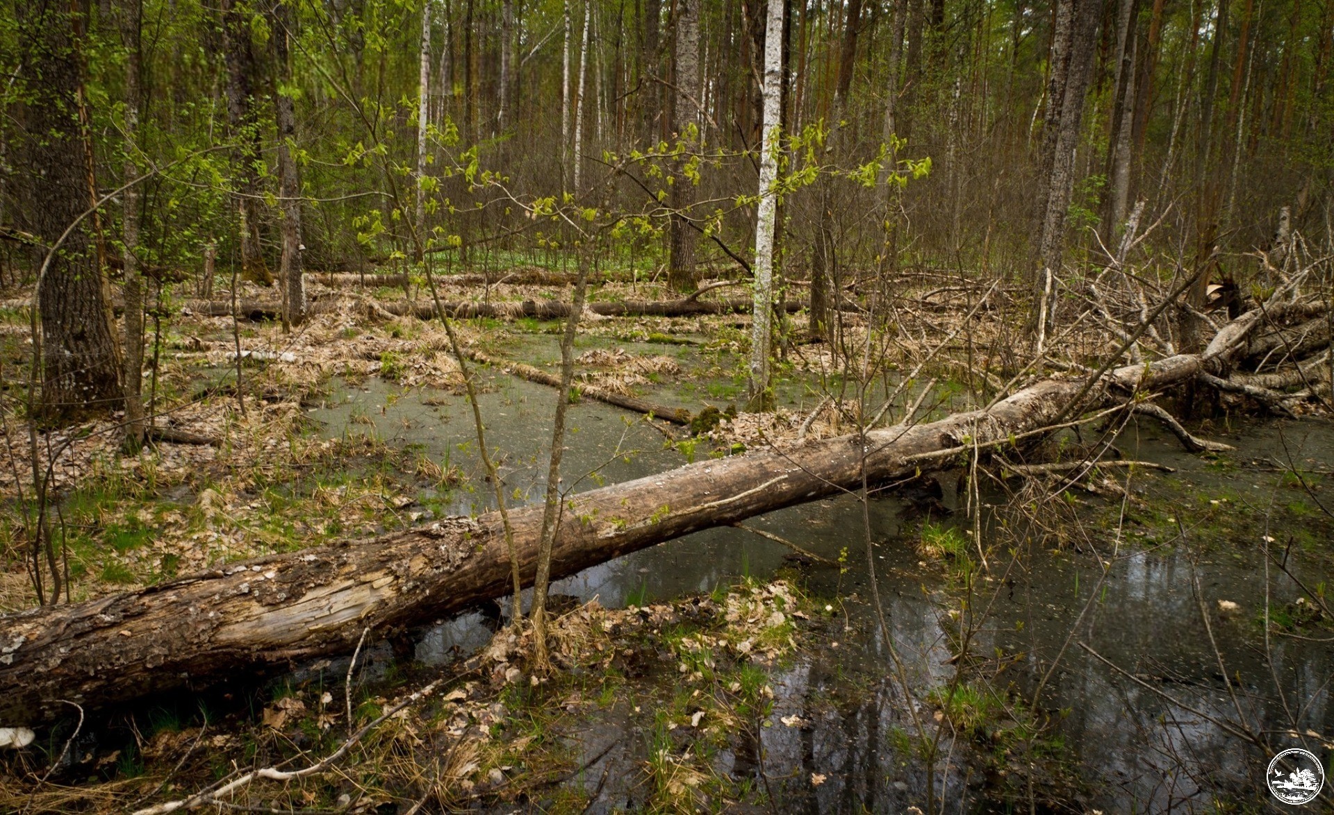 Ліс у зоні відчуження