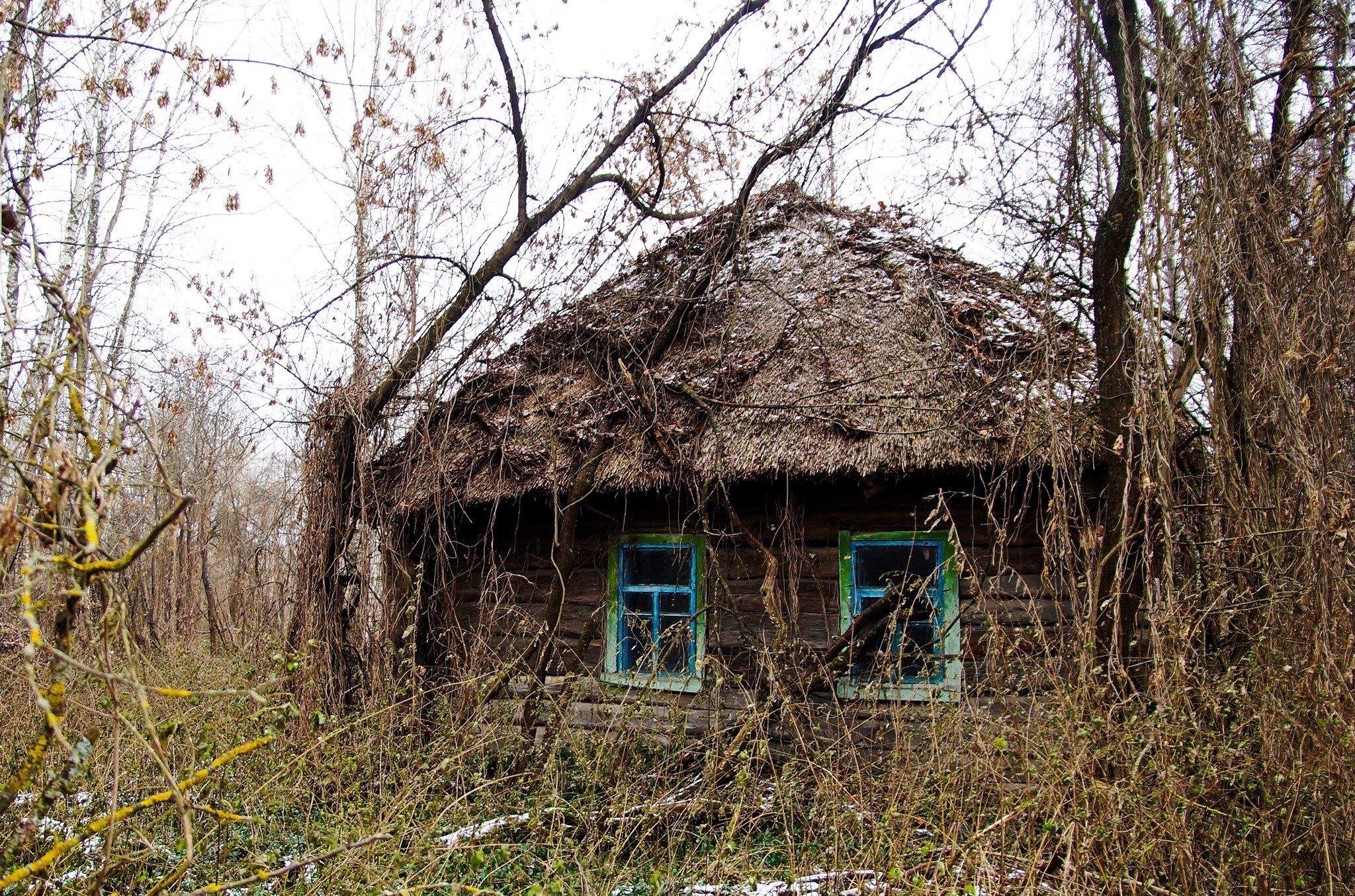 Брошенная изба. Фото: Чернобыльский заповедник