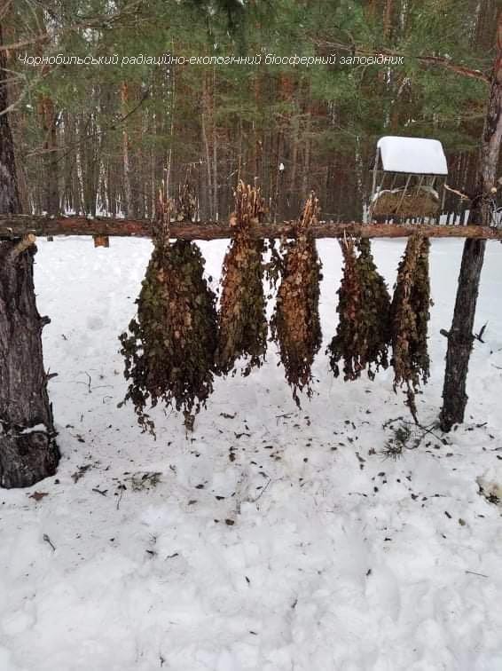 Фото: в заповеднике подкармливают зверей (в основном копытных) сеном