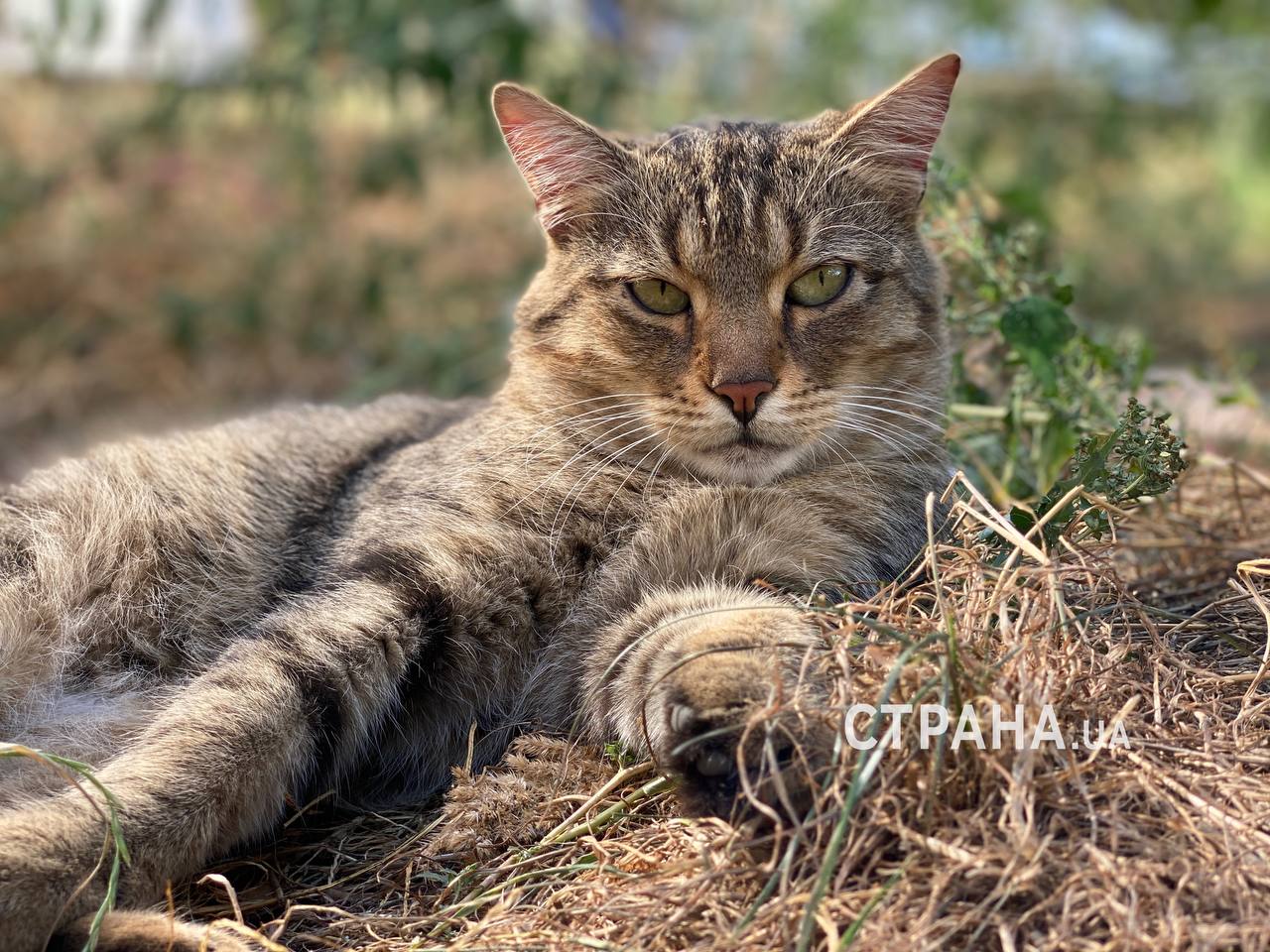 В Киеве подожгли кошачий приют